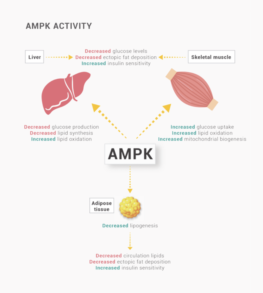 ampk-activities